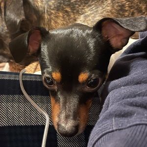 Meet your Posher, Shannon